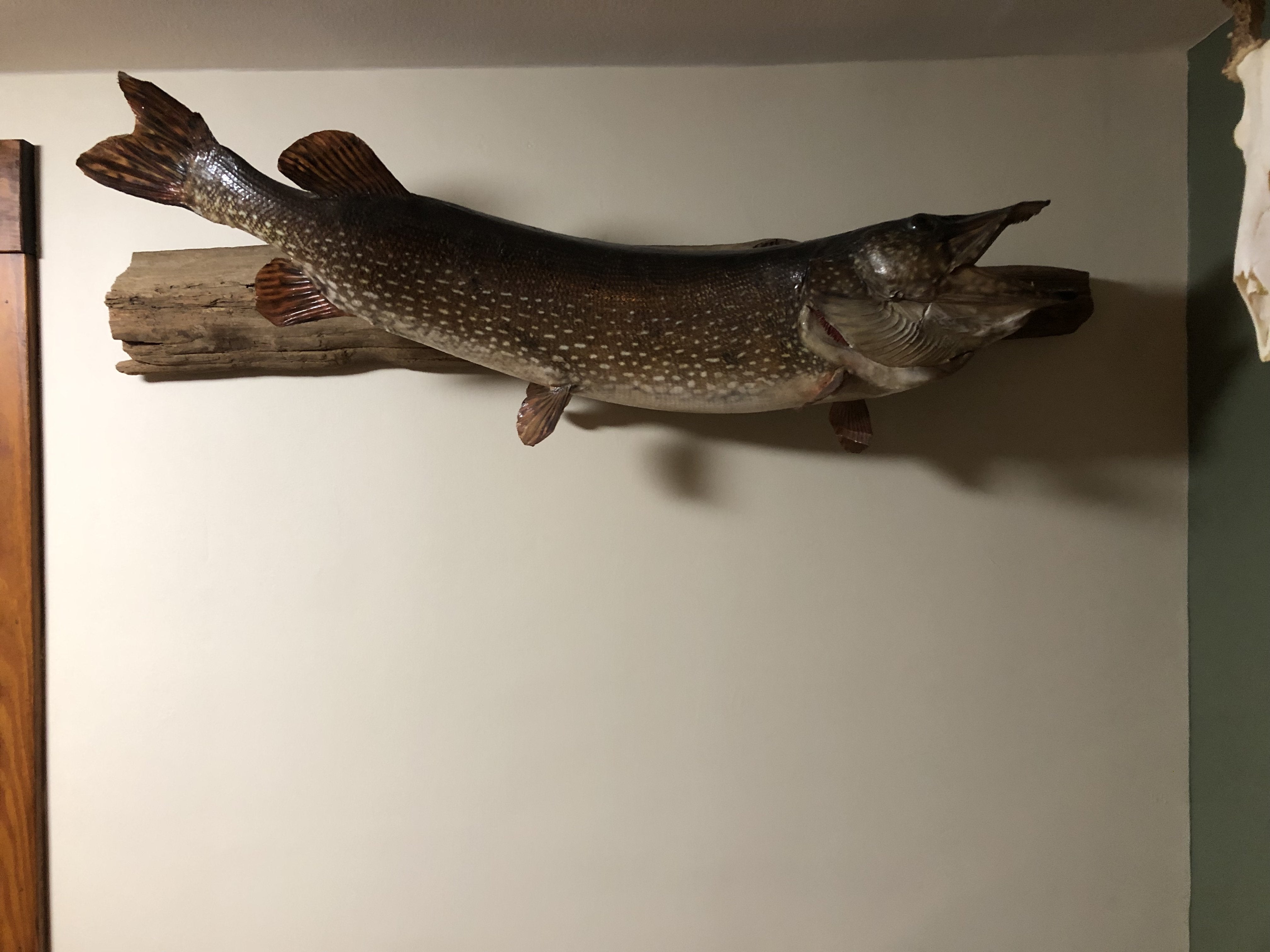 Coldwater Fish Taxidermy