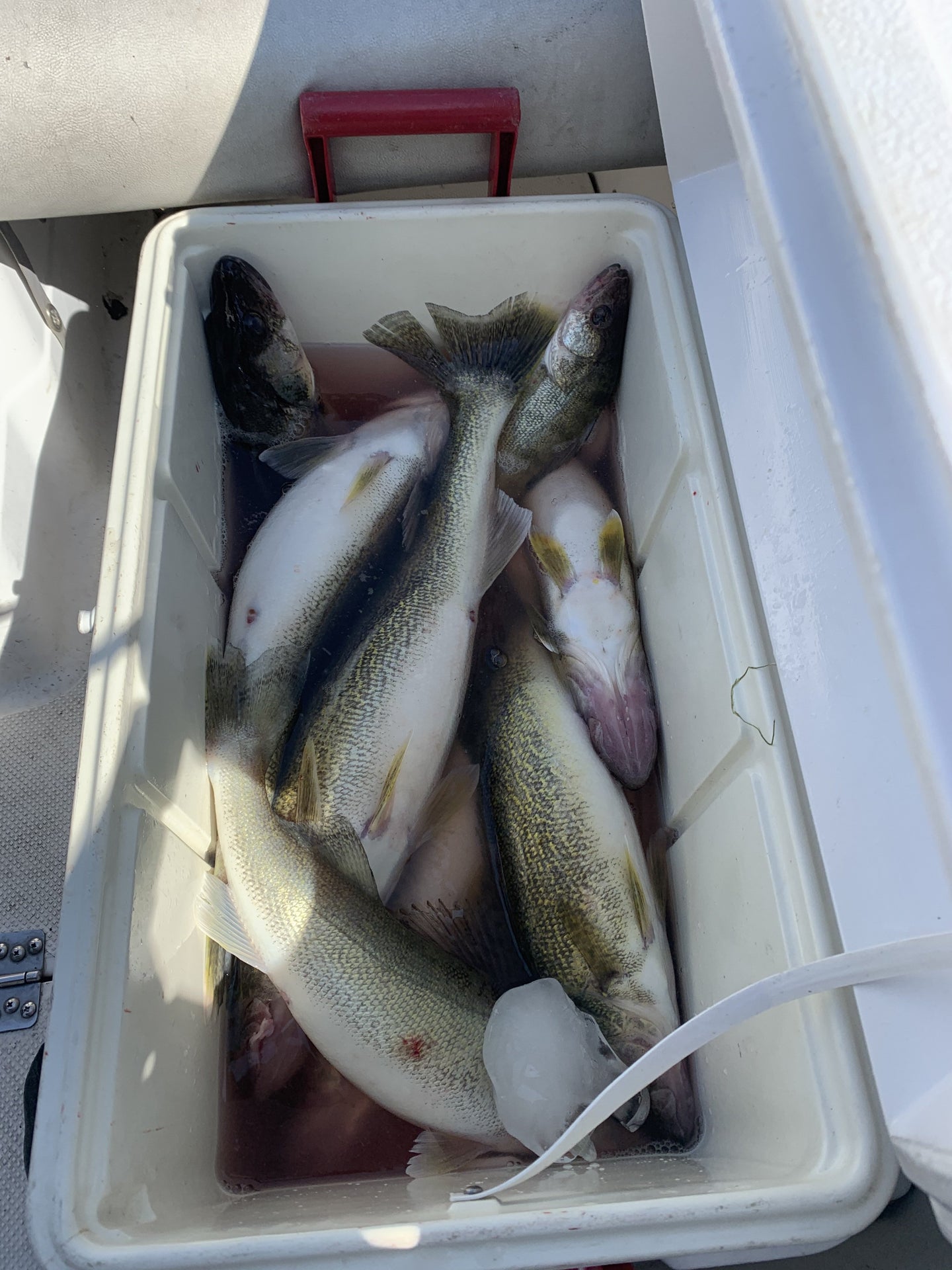 Lake Erie Walleye  The  Outdoor Community