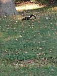 Grass Squirrel Lawn Leaf Terrestrial animal