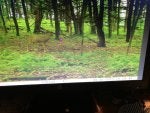 IMG_1110.jpeg