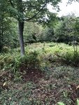 IMG_1050.jpeg