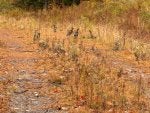 IMG_0198.jpg