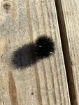 IMG_6070.jpg